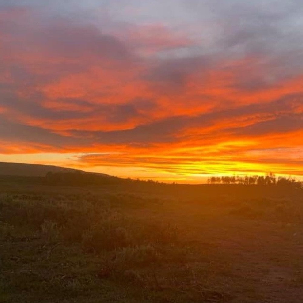 Meet your Posher, Polli